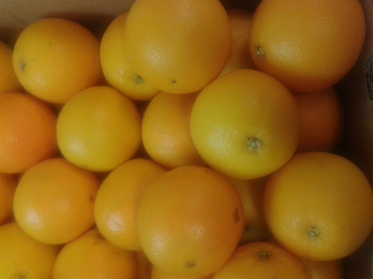 Inspeção fitossanitária à importação de frutos de citrinos de países terceiros