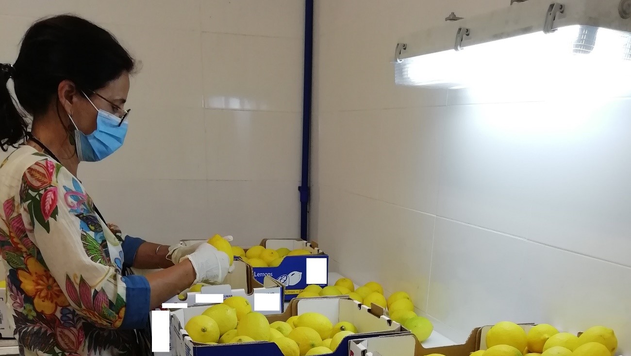 Visita de acompanhamento da DRAPLVT às inspeções de frutos de citrinos importados