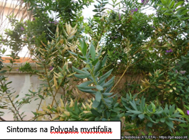 sintoma_poligala.png