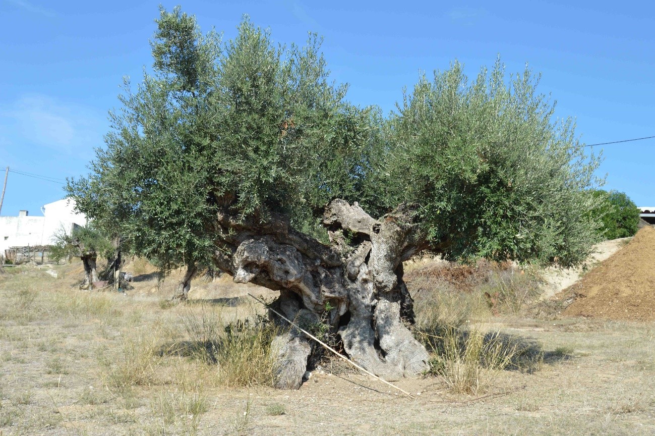 oliveira1.jpg